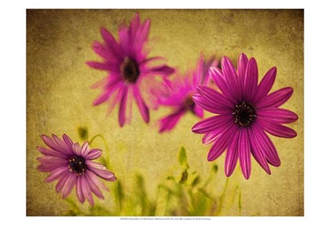 Framed Fuchsia Daisy II Print