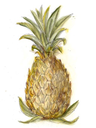 Framed Pineapple Sketch I Print