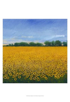 Framed Field of Sunflowers II Print