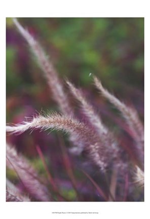 Framed Purple Plumes I Print