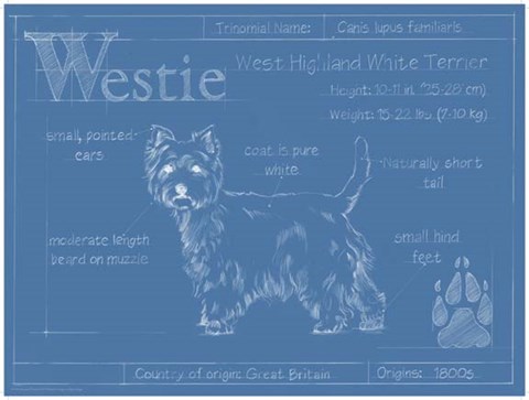 Framed Blueprint Westie Print