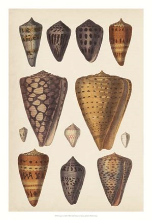 Framed Antique Cone Shells I Print