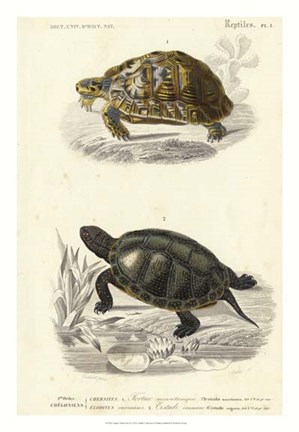 Framed Antique Turtle Duo II Print