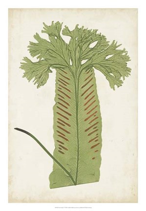 Framed Fern Family V Print