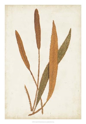 Framed Fern Family VI Print