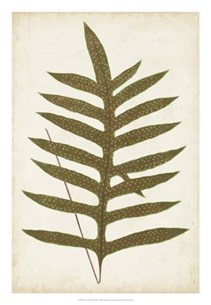 Framed Fern Family VIII Print