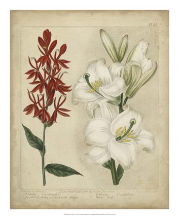 Framed Scarlet Beauty I Print