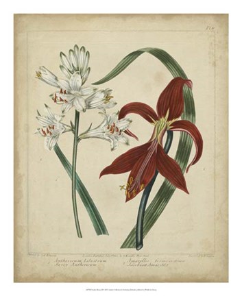 Framed Scarlet Beauty II Print