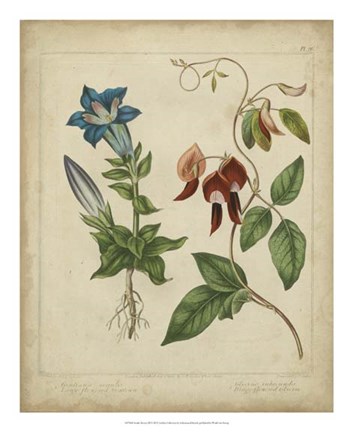 Framed Scarlet Beauty III Print