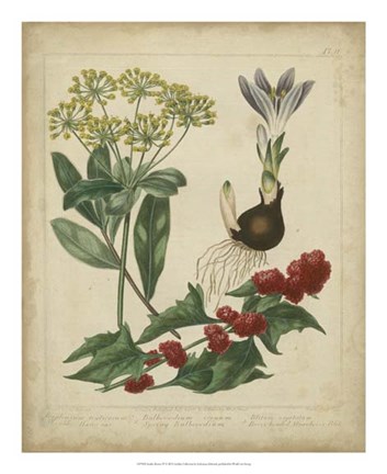 Framed Scarlet Beauty IV Print