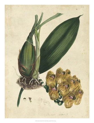 Framed Sophisticated Orchid I Print