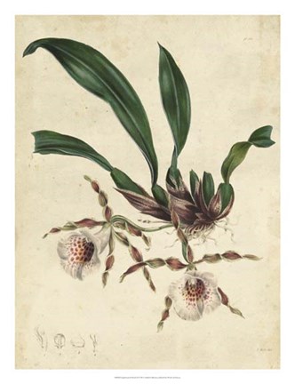 Framed Sophisticated Orchid II Print