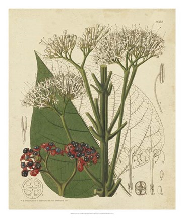 Framed Curtis Leaves &amp; Blooms II Print