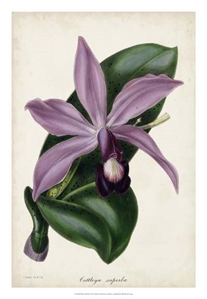 Framed Plum Orchid Print