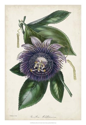 Framed Plum Passion Flower Print