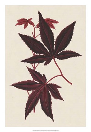 Framed Japanese Maple Leaves I Print