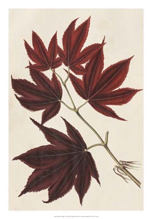 Framed Japanese Maple Leaves III Print