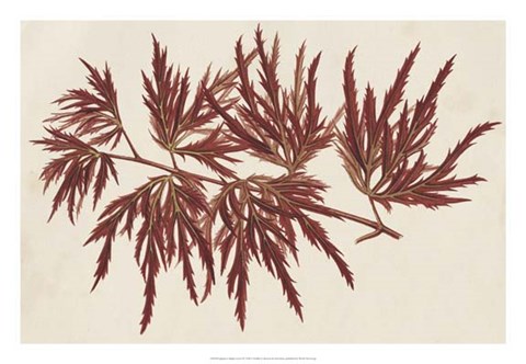 Framed Japanese Maple Leaves IV Print
