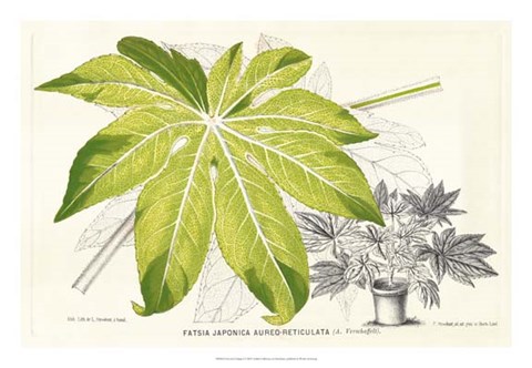 Framed Fern Leaf Foliage I Print