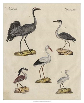 Framed Heron Classification I Print