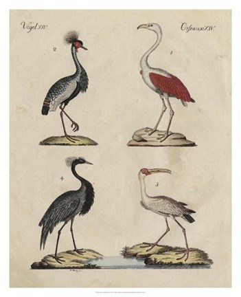 Framed Heron Classification II Print