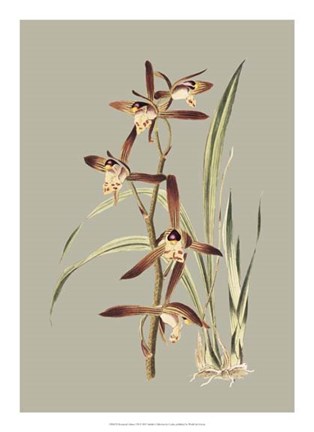 Framed Botanical Cabinet VII Print