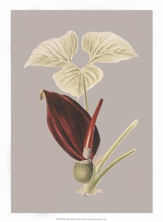 Framed Botanical Cabinet VIII Print
