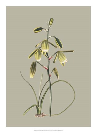 Framed Botanical Cabinet IX Print