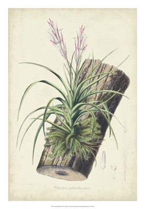 Framed Orchid Delight II Print