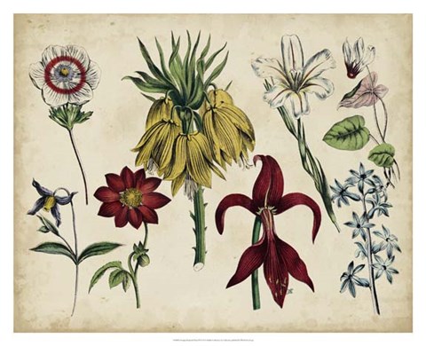 Framed Antique Botanical Chart III Print