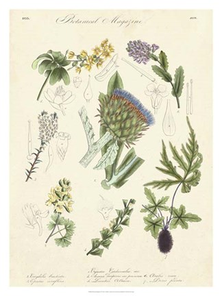 Framed Botanical Register I Print