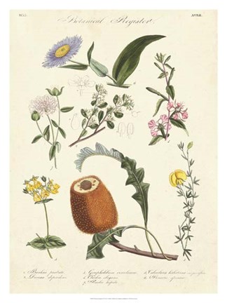 Framed Botanical Register II Print