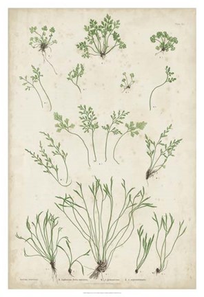 Framed Bradbury Ferns I Print