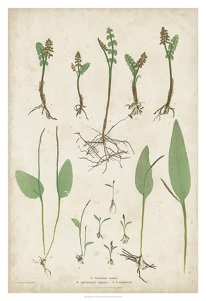 Framed Bradbury Ferns II Print