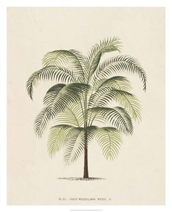 Framed Les Palmiers III Print