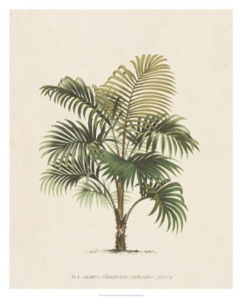 Framed Les Palmiers IV Print