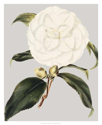 Framed Camellia Japonica I Print