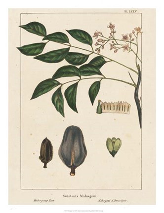 Framed Mahogany Tree Print