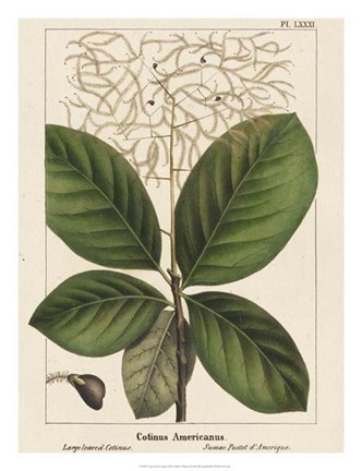 Framed Large Leaved Cotinus Print
