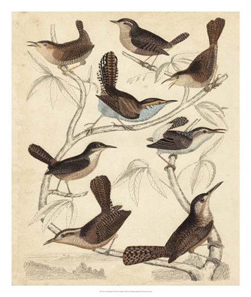 Framed Avian Habitat VI Print
