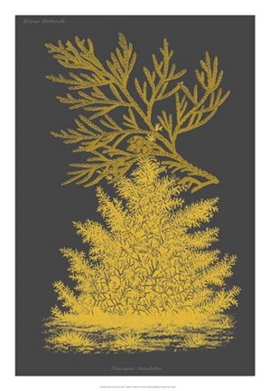 Framed Trees &amp; Leaves II Print