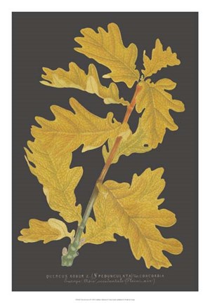 Framed Trees &amp; Leaves IV Print