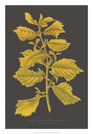 Framed Trees &amp; Leaves V Print