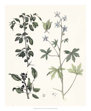 Framed Berge Botanicals IV Print