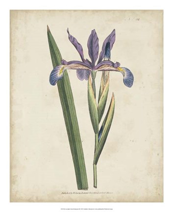 Framed Lavender Curtis Botanicals III Print