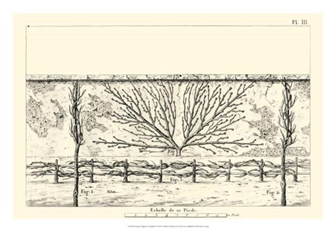 Framed Antique Diagram for Espaliers I Print