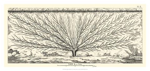 Framed Antique Diagram for Espaliers III Print