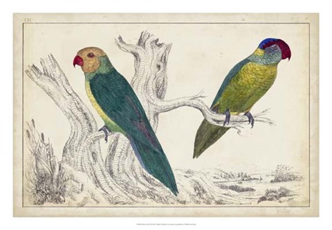 Framed Parrot Pair II Print