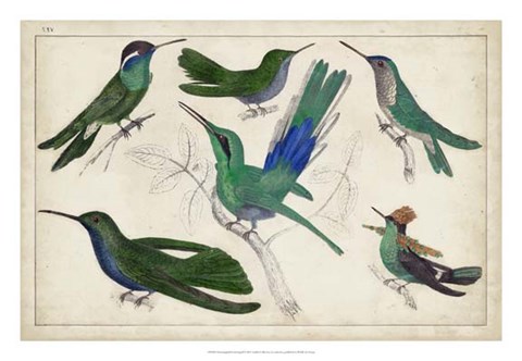 Framed Hummingbird Gathering II Print