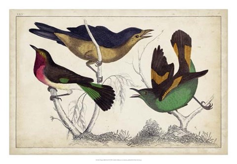 Framed Tropical Bird Trio II Print
